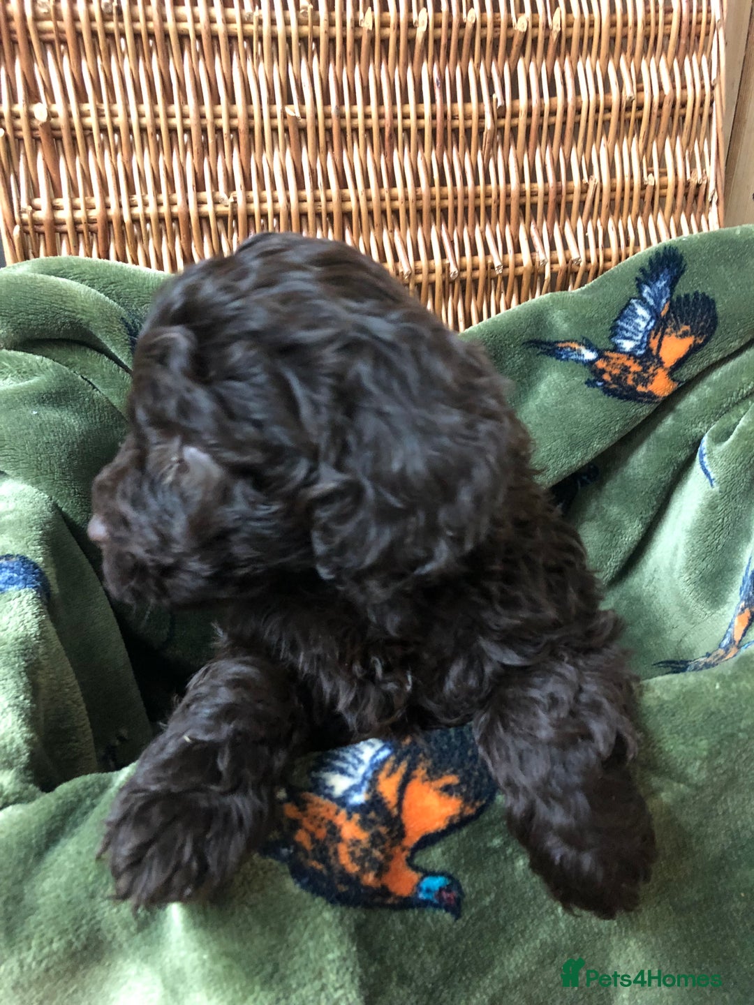 Cockapoo dogs for sale: Cockapoo boy puppies £600 ready now seen with mum  - Advert 3