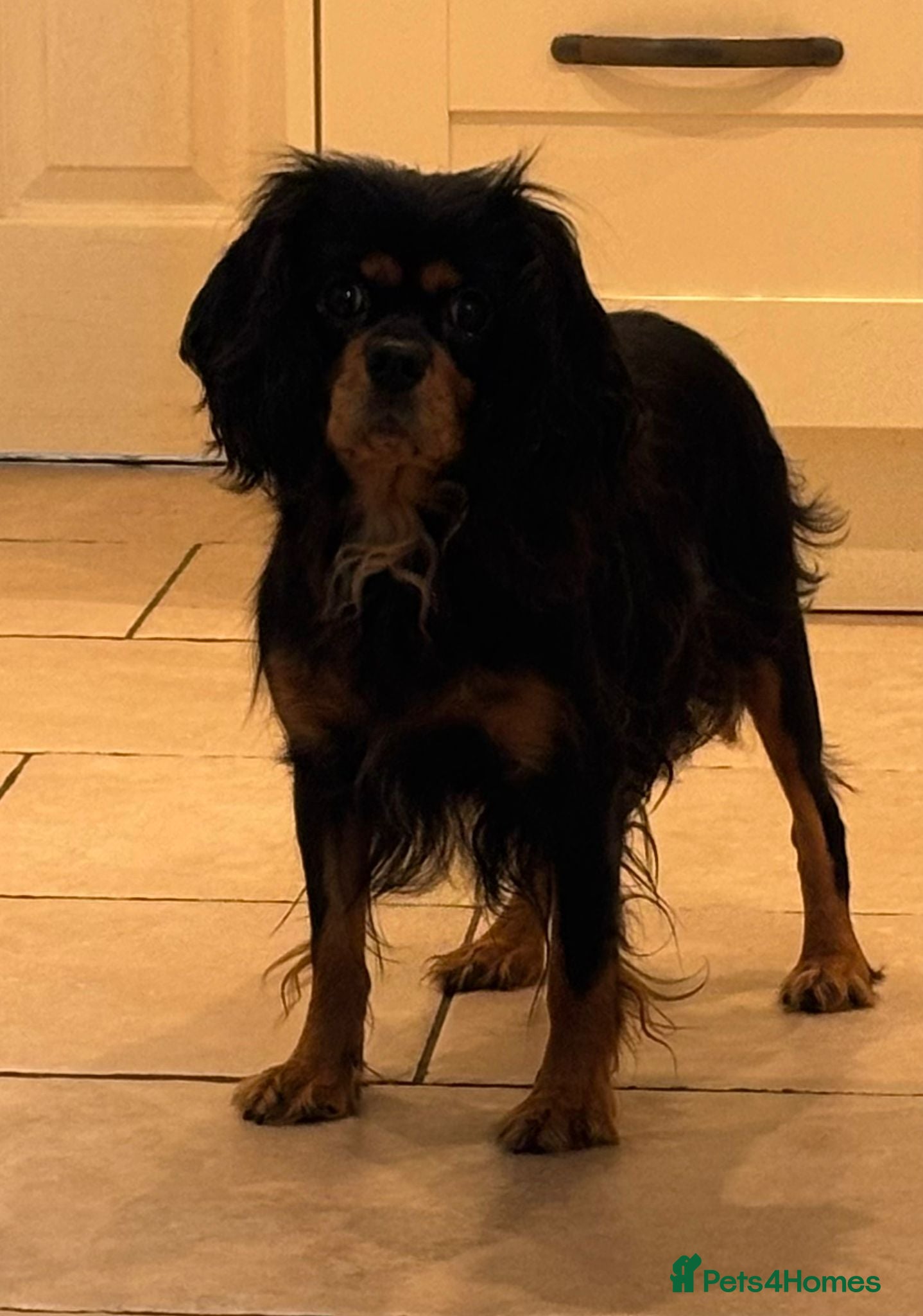 Cavapoo dogs Cavpoo puppies - Advert 1