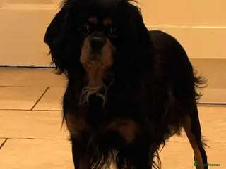 Cavapoo dogs Cavpoo puppies - Advert 1