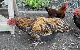 Chickens poultry for sale: Exhibition quality Gold Laced Orpington cockerels - Image 7