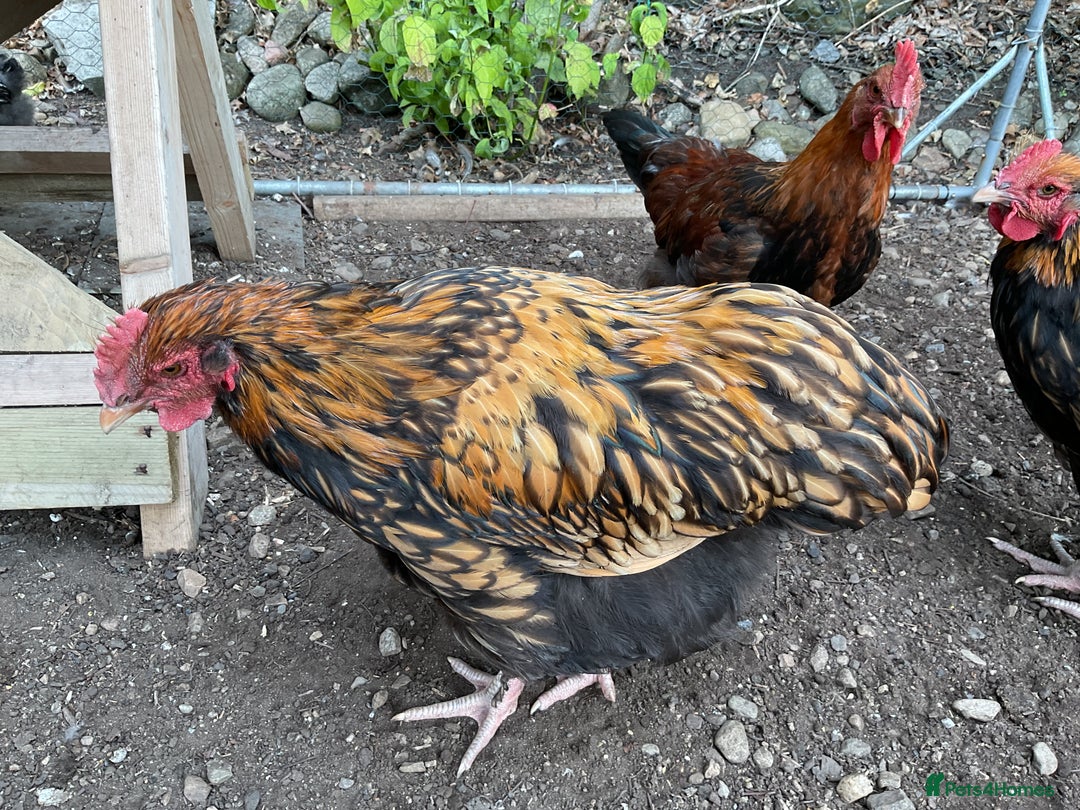 Chickens poultry for sale: Exhibition quality Gold Laced Orpington cockerels - Image 7