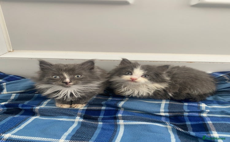 Mixed Breed cats - Advert 4