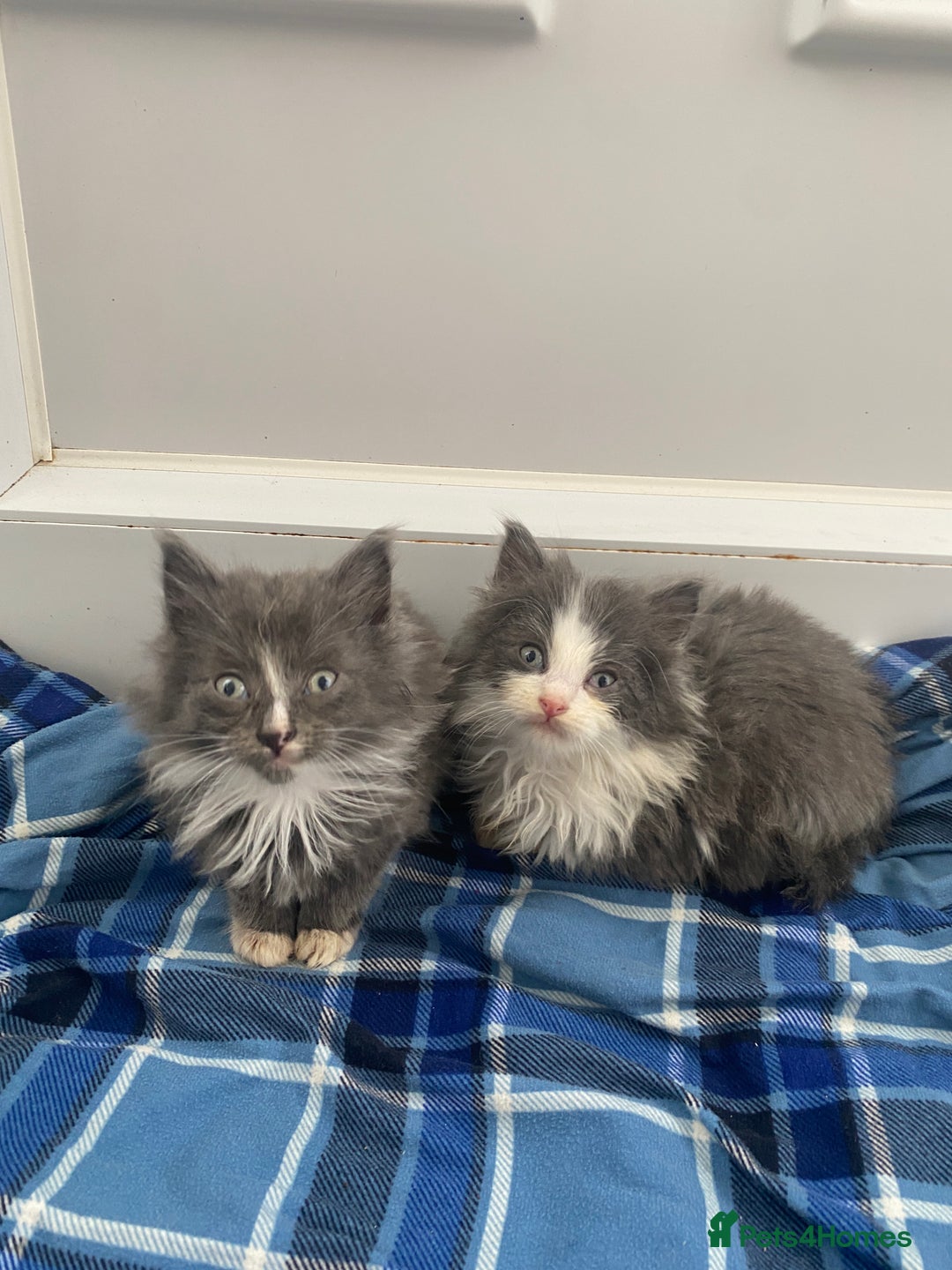 Mixed Breed cats for sale: Beautiful kittens ready now  - Image 1
