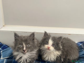 Mixed Breed cats - Advert 7