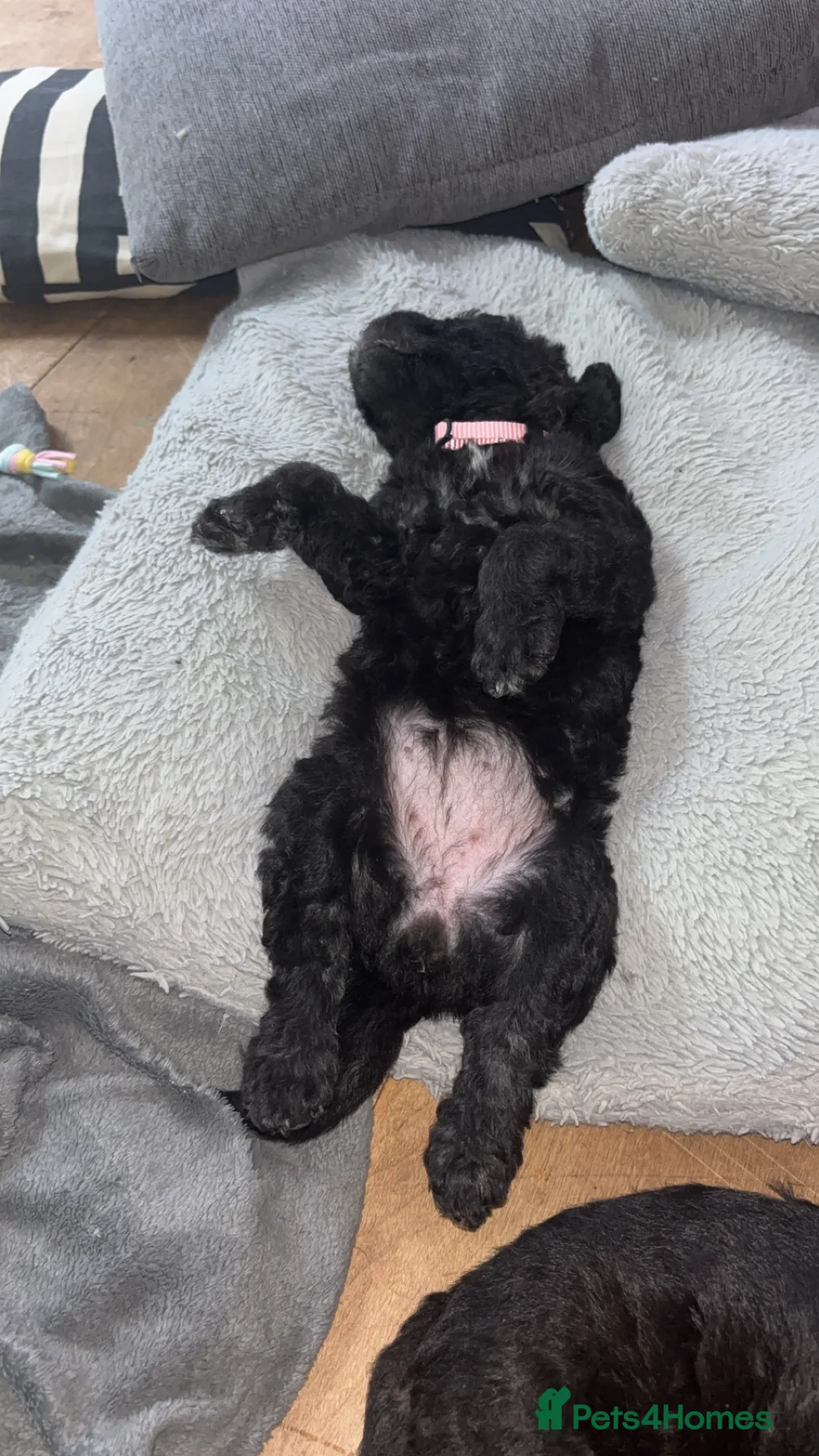 Bedlington Terrier dogs for sale: Bedlington terrier puppies  - Advert 8