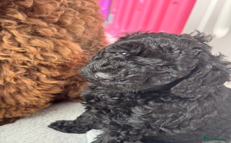 Miniature Poodle dogs - Advert 17