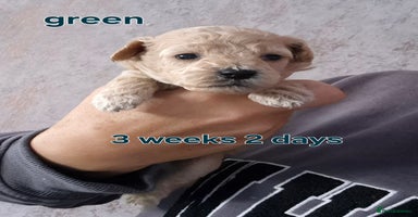 Poochon dogs - Advert 2