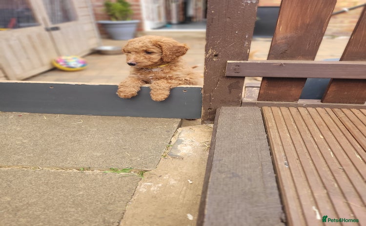 Labradoodle dogs - Advert 2