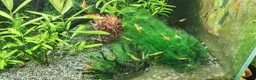 Shrimps fish for sale: Tropical Shrimp tanks + setup in Scunthorpe - Advert 6