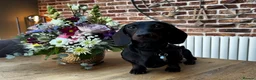 Miniature Dachshund dogs for stud: Rare KC Reg & Health Tested Miniature Dachshund in Rotherham - Advert 11