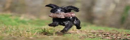 Cocker Spaniel dogs for stud: Blue Roan working cocker  - Advert 6