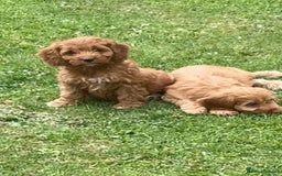 Cockapoo dogs for sale: Cockapoo puppies  - Image 7