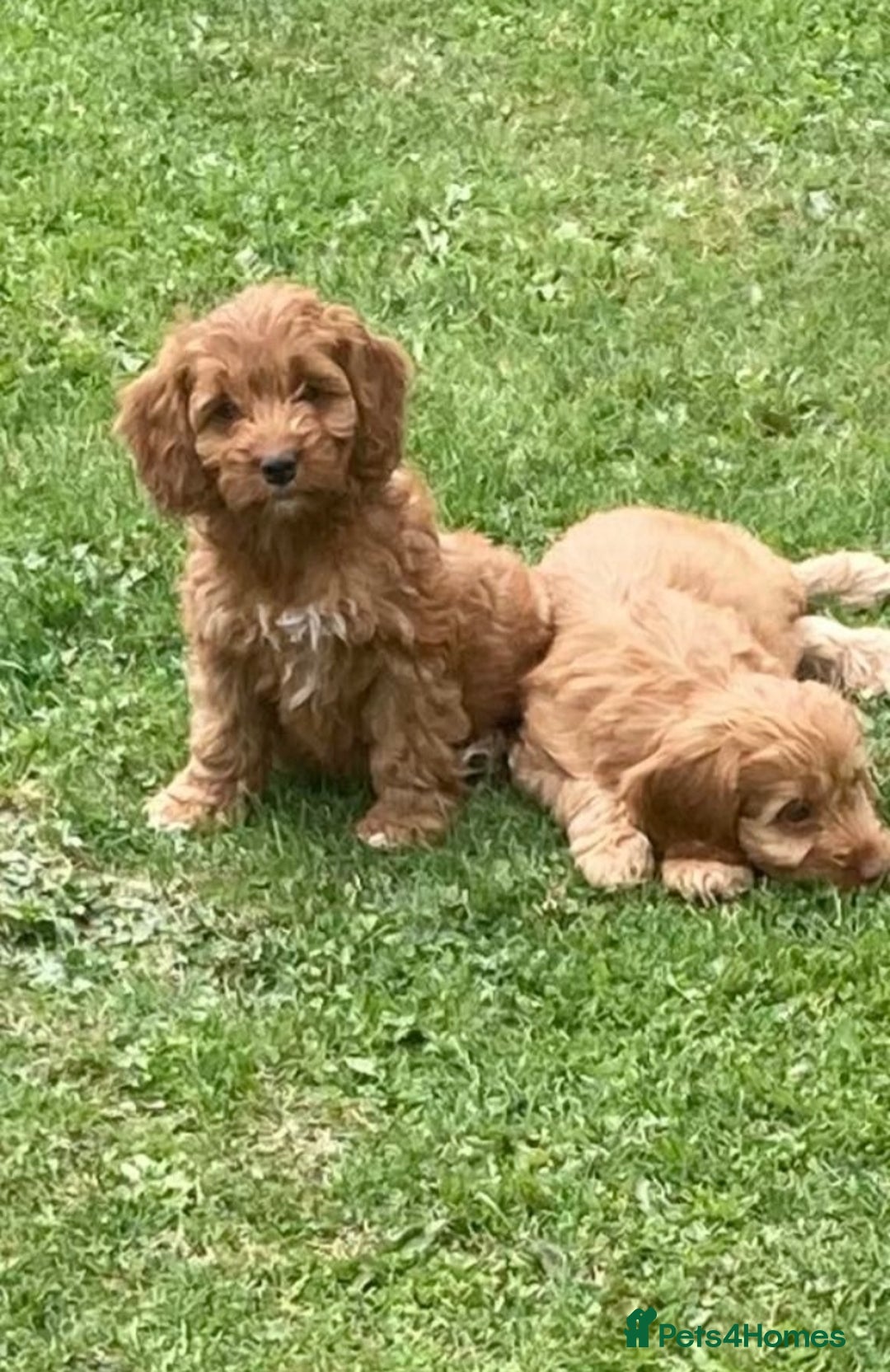 Cockapoo dogs for sale: Cockapoo puppies  - Image 7