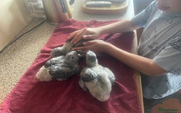 Parrots birds for sale: Cuddly tame african grey babies - Image 4