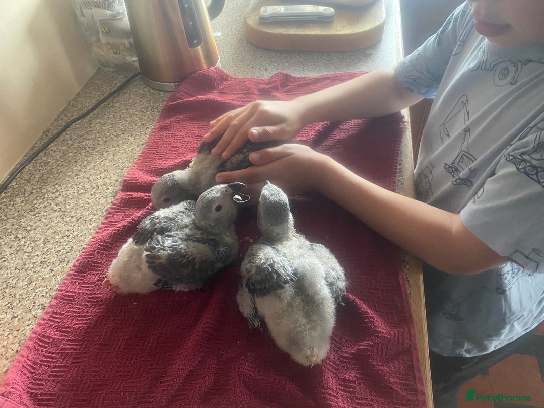 Parrots birds for sale: Cuddly tame african grey babies - Image 4