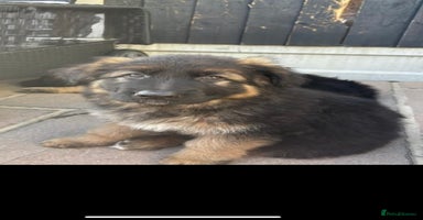 German Shepherd dogs in Canvey Island - Advert 4