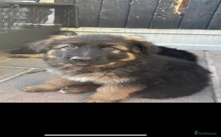 German Shepherd dogs in Canvey Island - Advert 9