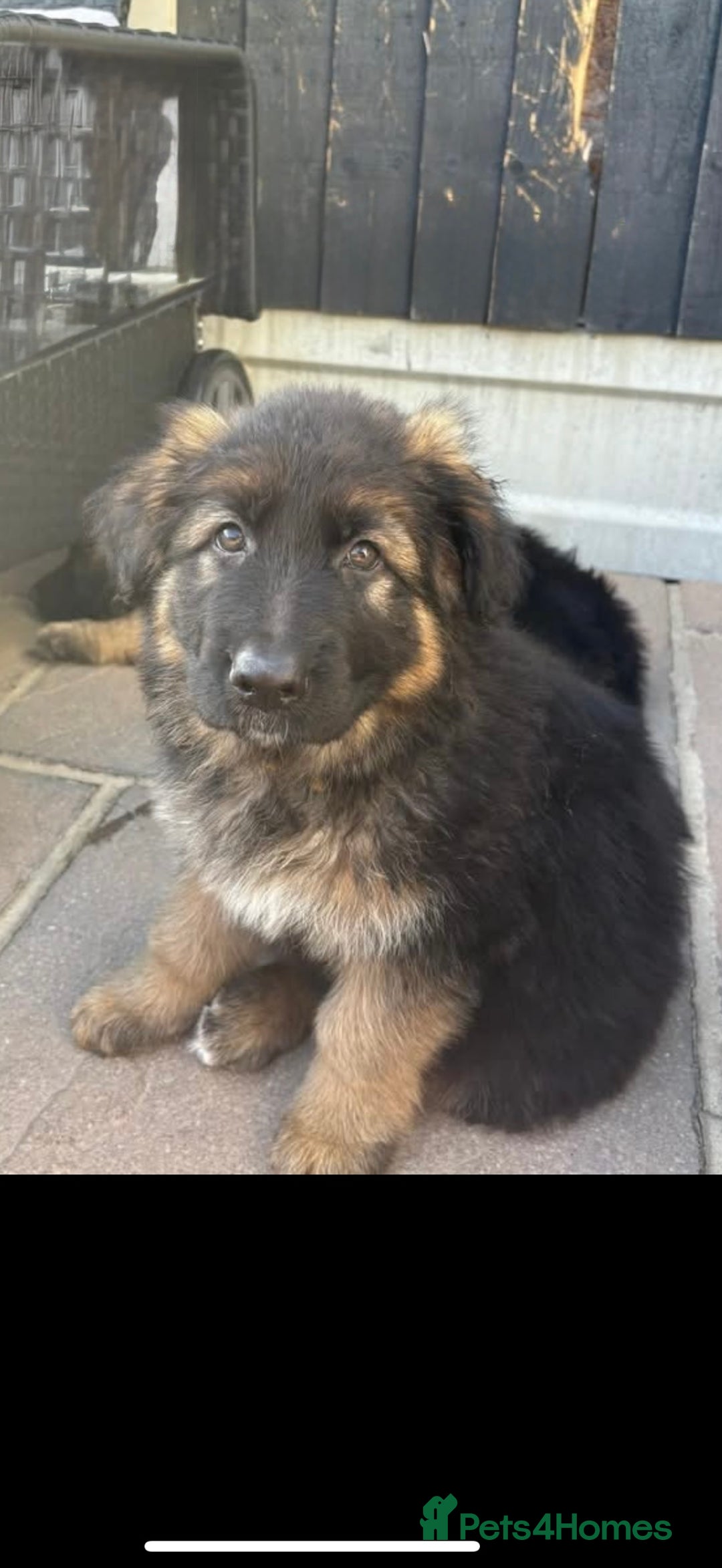 German Shepherd dogs for sale: Only 1 boy left Kc German Shepherd Puppies in Canvey Island - Image 2