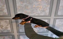 Miniature Dachshund dogs for sale: Miniature dachshund  - Image 2