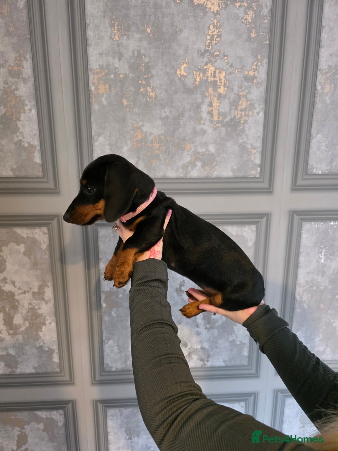 Miniature Dachshund dogs for sale: Miniature dachshund  - Image 2