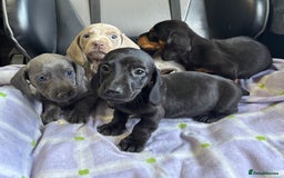Dachshund dogs for sale: GORGEOUS KC REG STANDARD MALE PUPS  - Advert 10