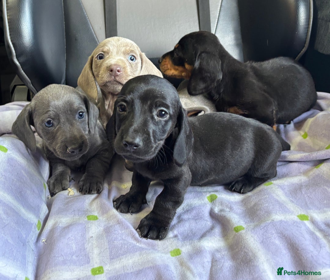 Dachshund dogs for sale: GORGEOUS KC REG STANDARD MALE PUPS  - Advert 10