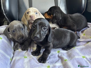 Dachshund dogs GORGEOUS KC REG STANDARD MALE PUPS - Advert 16