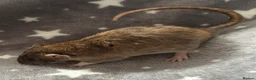 Rat rodents for sale: Baby Dumbo Rats Fancy Rats Male  - Advert 3