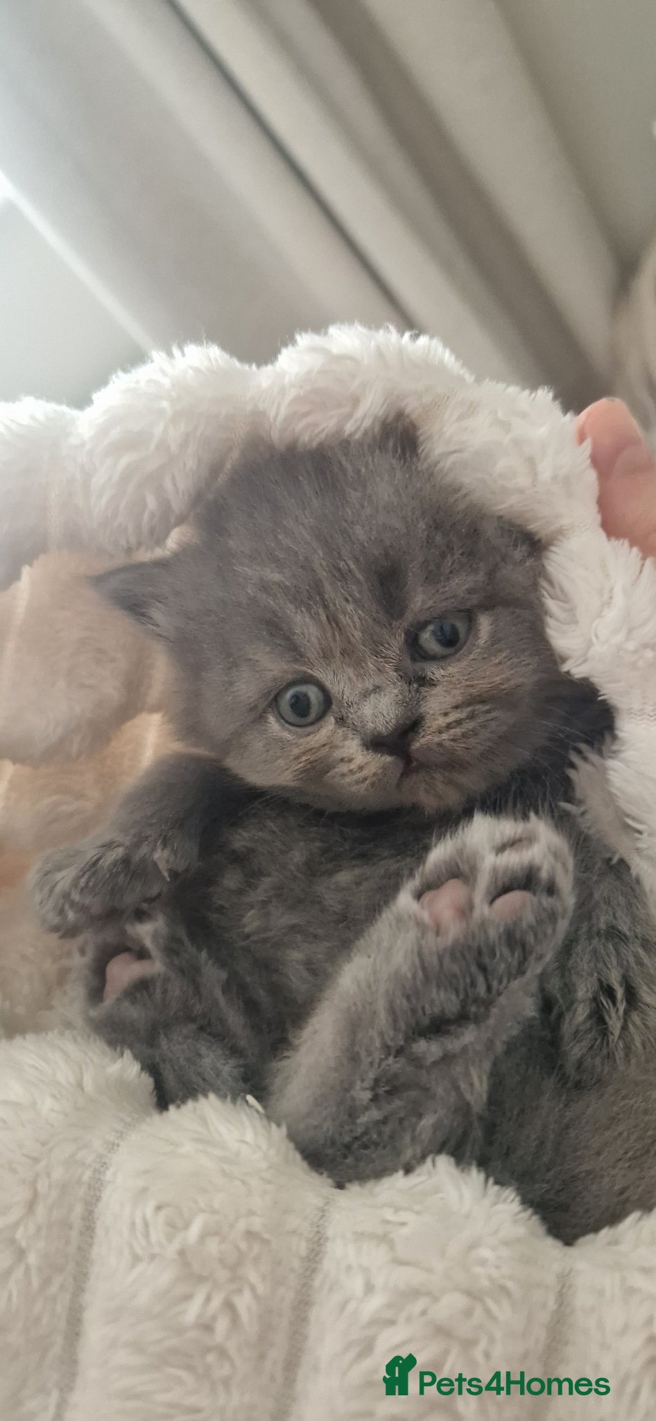 British Shorthair cats for sale: GCCF PEDIGREE BRITISH SHORTHAIR, BLUE, VIEW NOW - Advert 6