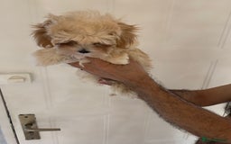 Maltipoo dogs for sale: Maltipoo Puppies – 3 Girls & 3 Boys - Image 7