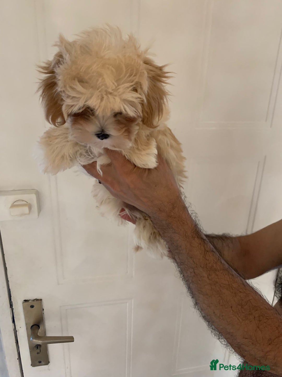 Maltipoo dogs for sale: Maltipoo Puppies – 3 Girls & 3 Boys - Image 7