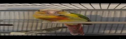 Conures birds for sale: Monty the Conure! in Barnsley - Advert 7
