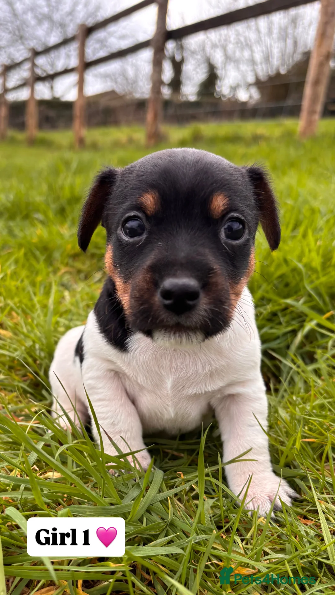 Jack Russell dogs for sale: Jack russell puppies 🐾 - Advert 5