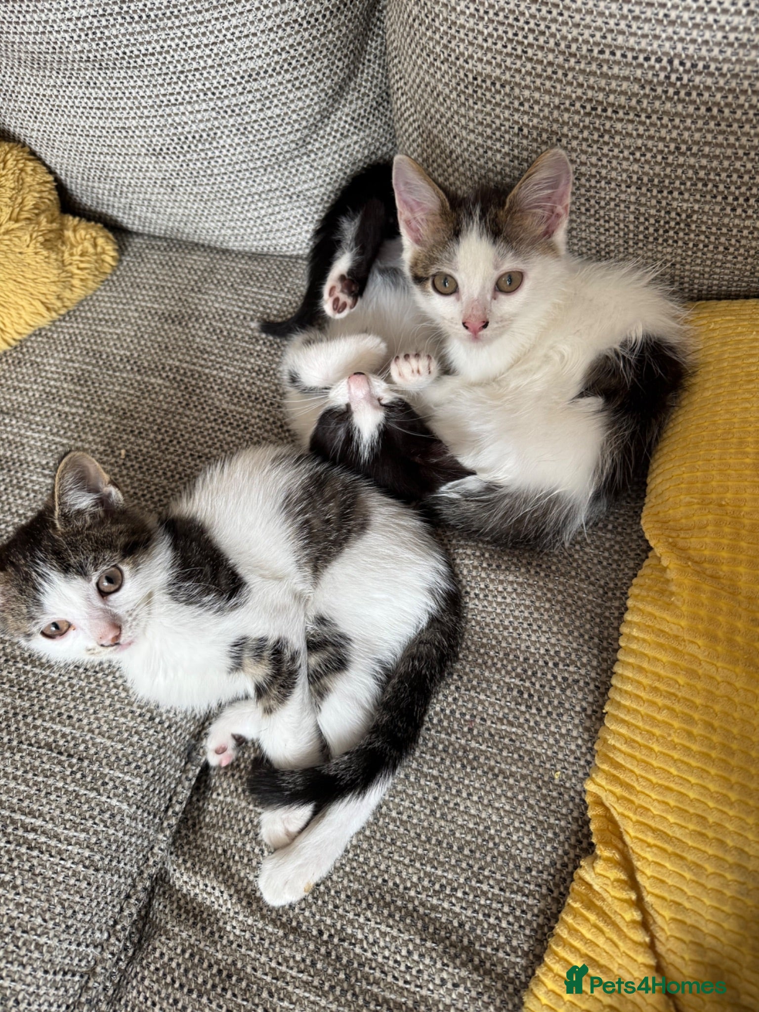 Mixed Breed cats 4 beautiful Tabby kittens  - Advert 10