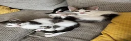 Mixed Breed cats for sale: 4 beautiful Tabby kittens  - Advert 4