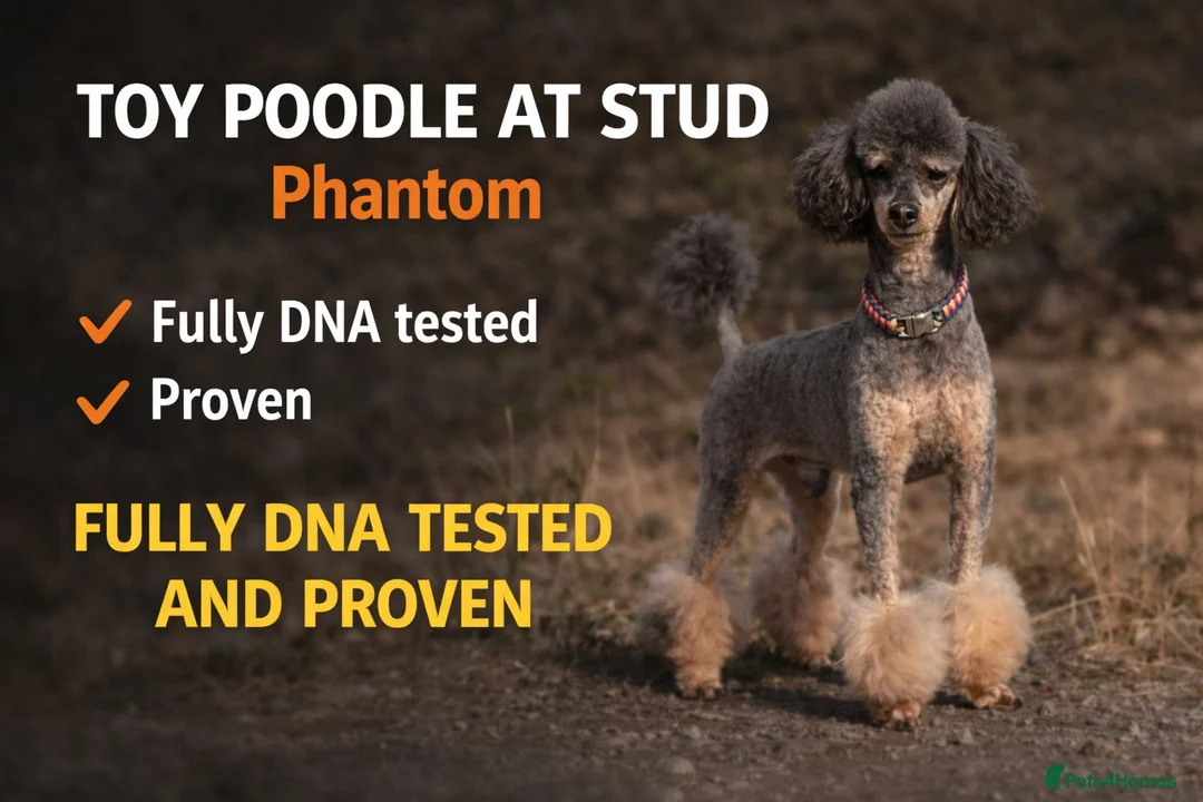 Toy Poodle dogs for stud: Phantom Toy poodle - Advert 1