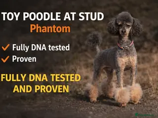 Toy Poodle dogs Phantom Toy poodle - Advert 4