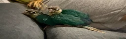 Conures birds for sale: Beautiful hand reared conure babies in Darlington - Advert 7