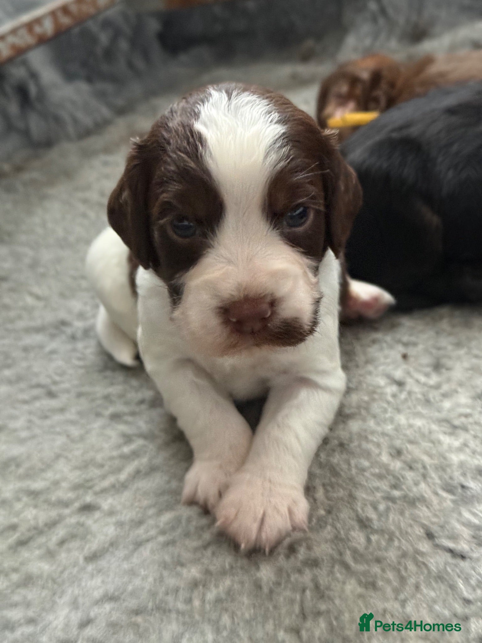 Cocker Spaniel dogs cocker spaniels  - Advert 1