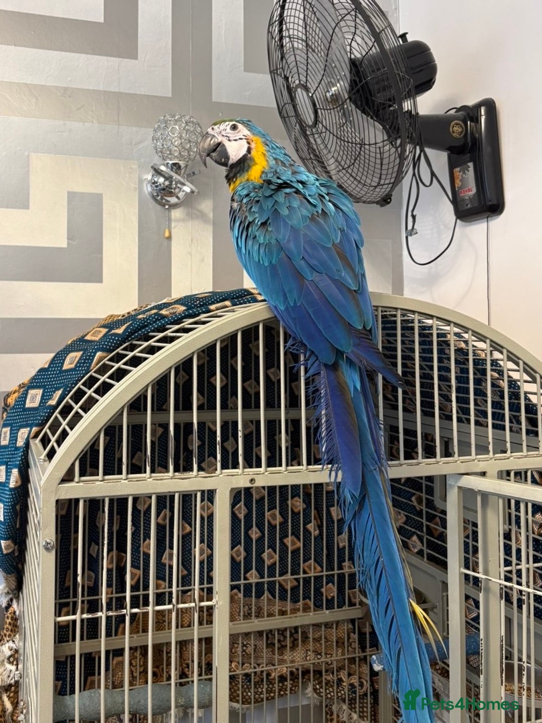 Parrots birds for sale: BABY 16 WEEKS OLD BLUE AND GOLD MACAW - Advert 5