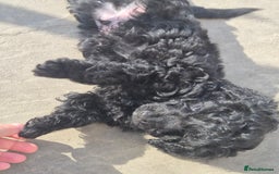 Maltipoo dogs for sale: Maltipoo puppies ready now  - Image 22