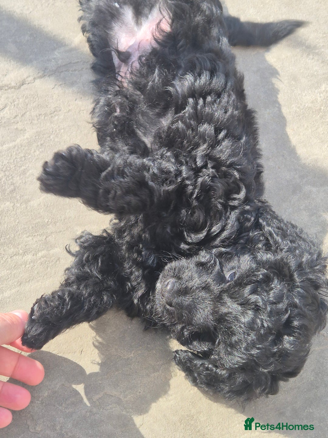 Maltipoo dogs for sale: Maltipoo puppies ready now  - Image 22