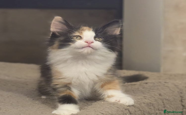Maine Coon cats - Advert 3