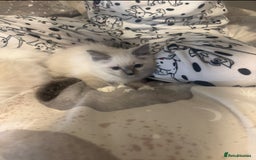 Ragdoll cats for sale: 5 ragdoll kittens GCCF  - Image 17
