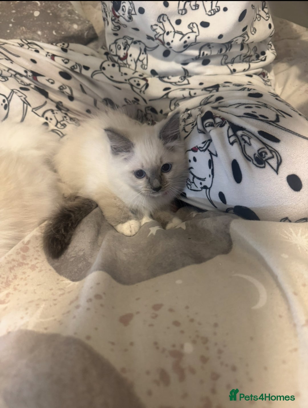 Ragdoll cats for sale: 5 ragdoll kittens GCCF  - Image 17