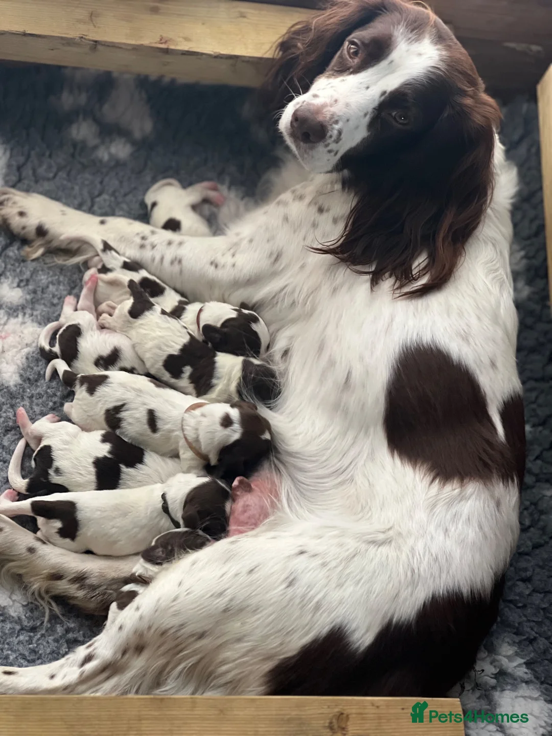 English Springer Spaniel dogs for sale: English Springer Spaniels white and liver girls in Thirsk - Advert 2