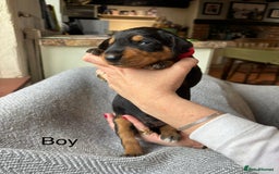 Mixed Breed dogs for sale: lurcher x Vizsla  - Image 10