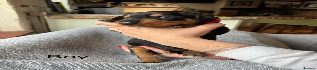 Mixed Breed Puppy 3