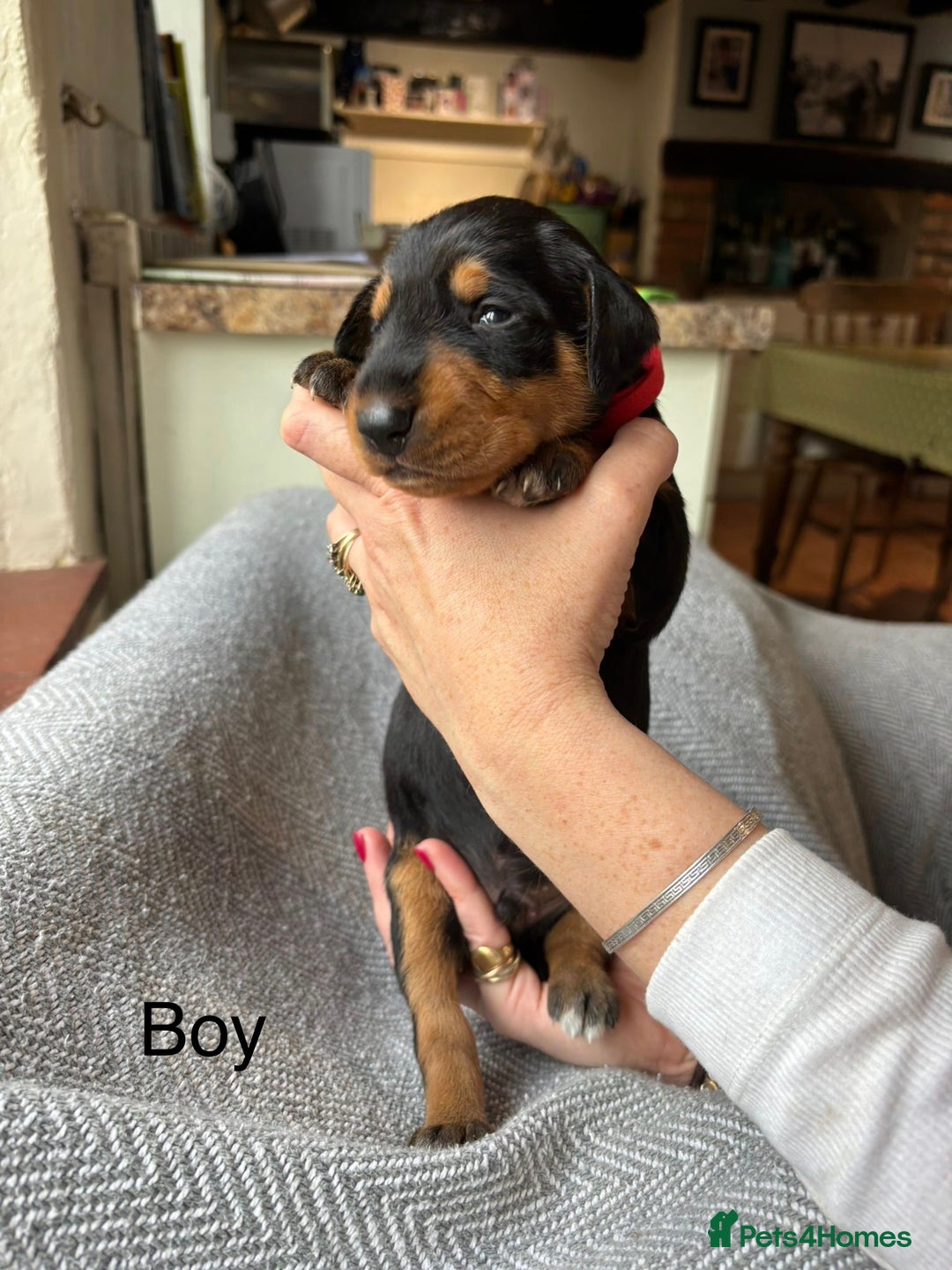 Mixed Breed dogs for sale: lurcher x Vizsla  - Image 10