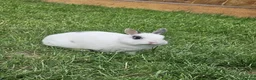 Netherland Dwarf rabbits for sale: 2 Female Netherland Dwarf Rabbits in Northampton - Advert 3